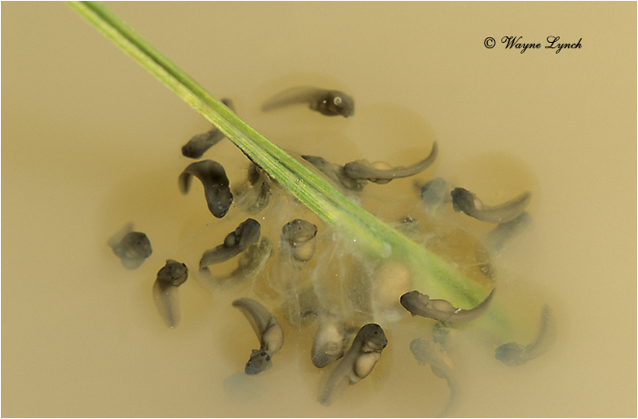 Plains Spadefoot Toad Eggs 101 by Dr. Wayne Lynch &copy;